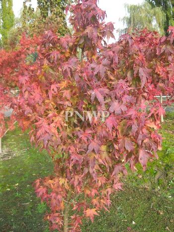Acer palmatum Hatsu shigare-fall.
