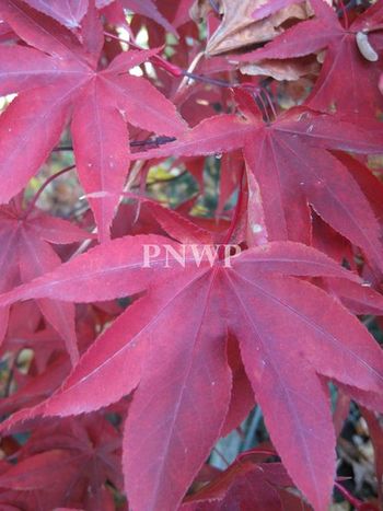 Acer palmatum Osakazuki
