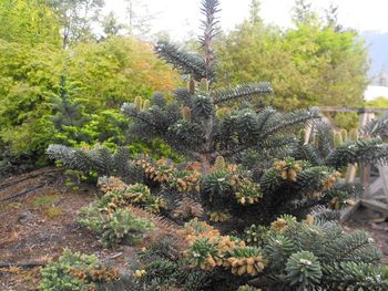 Abies koreana Taiga
