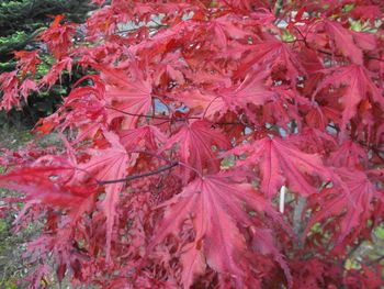 Acer palmatum Purple Ghost
