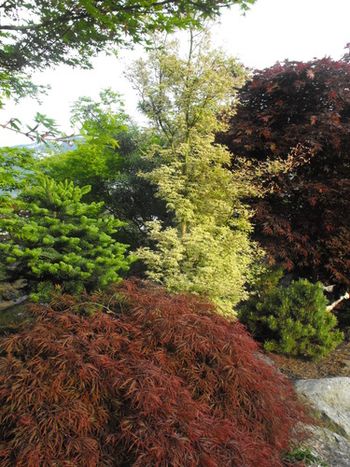 Acer palmatum Ukigumo
