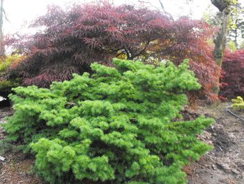 Larix kaempferi Schneverdingen
