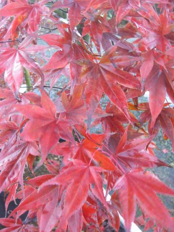 Acer palmatum Shojo-Fall
