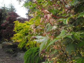 Acer palmatum Taiyo Nishiki
