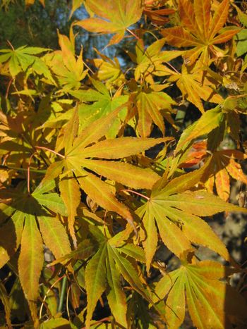 Acer palmatum Sumi nagashi-Fall
