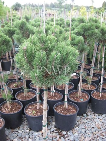 Pinus mugo Mops std
