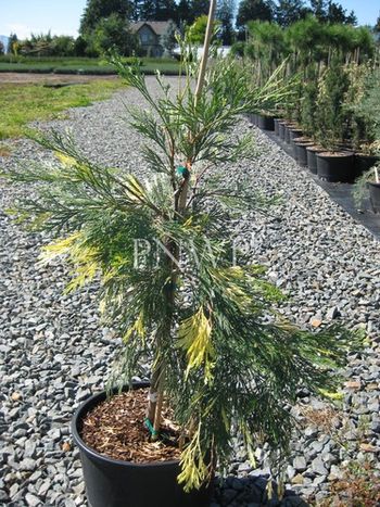 Calocedrus deccurens Aureovariegata
