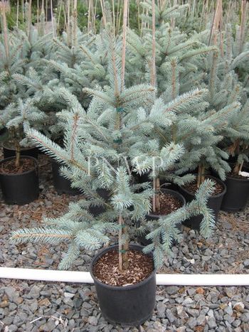 Picea pungens Bakeri
