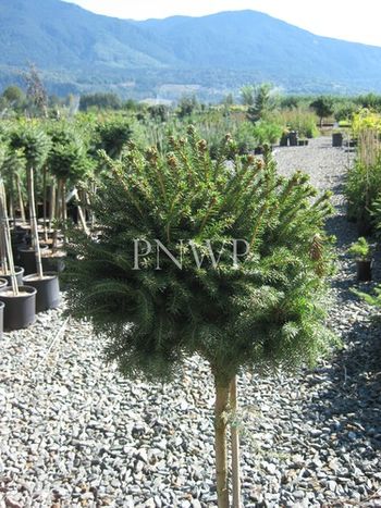 Picea abies Little Gem std
