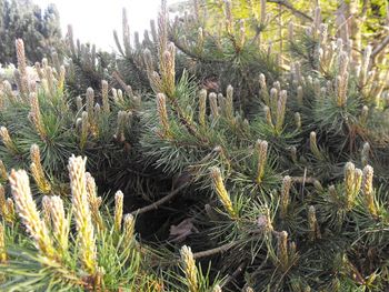 Pinus sylvestris Repens
