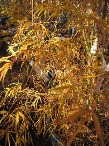Acer palmatum Koto-no-ito-fall
