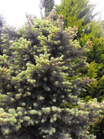 Picea pungens Walnut Glen (Spring)

