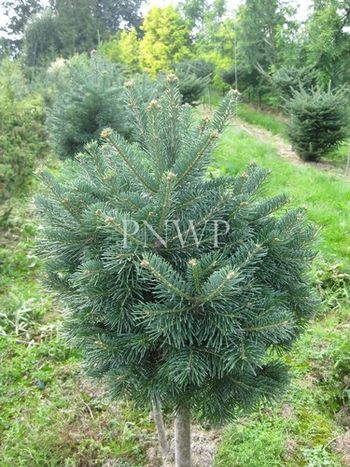 Abies lasiocarpa Green Globe std
