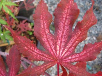 Acer palmatum Aka shigitatsu sawa
