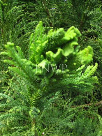 Cryptomeria japonica Cristata
