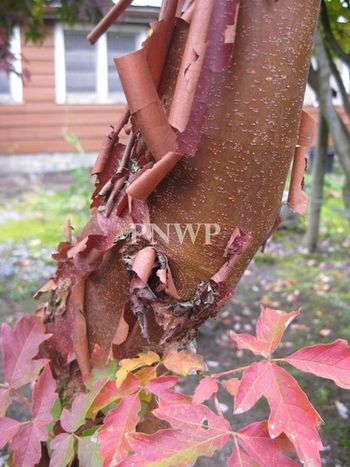 Acer griseum-fall bark
