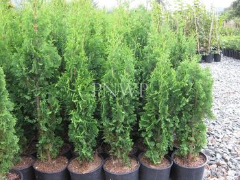 Thuja occidentalis DeGroot's Spire
