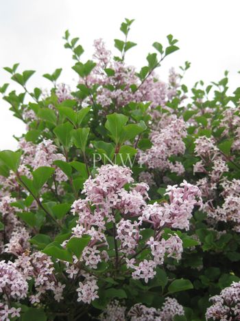 Syringa meyeri Palibin
