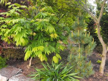 Acer japonicum Attaryi
