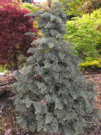 Abies concolor Archer's Dwarf
