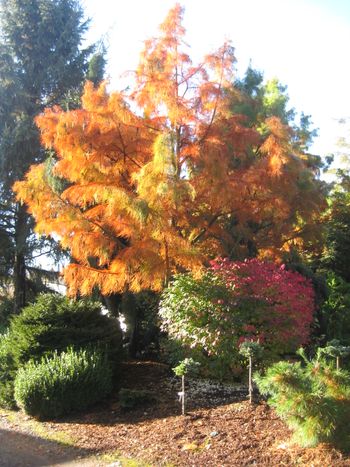 Taxodium ascendens Nutans -fall
