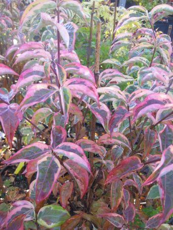 Cornus kousa Ohkan - Fall
