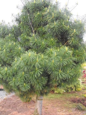 Pinus wallichiana Nana Std
