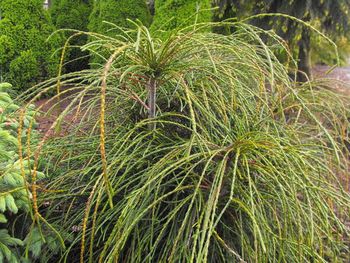 Thuja plicata Whipcord
