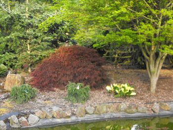 Acer palmatum dissectum Crimson Queen
