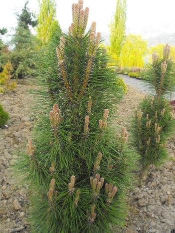 Pinus nigra Frank
