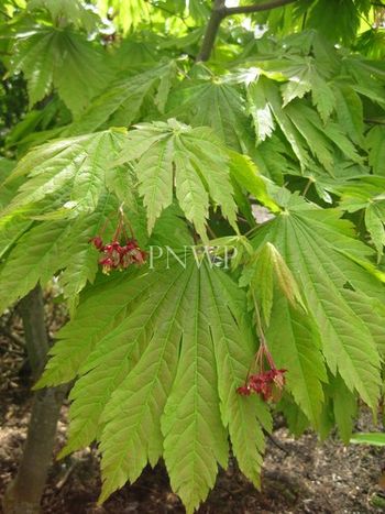 Acer japonicum Attaryi -spring.
