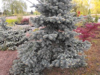 Picea pungens Blue Mist
