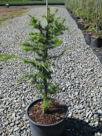 Larix kaempferi Little Boogle
