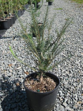 Larix decidua Lanark
