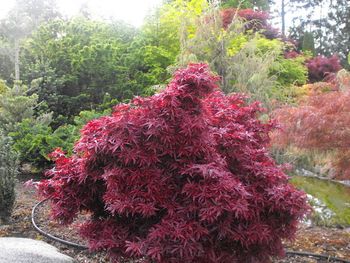 Acer palmatum Shaina
