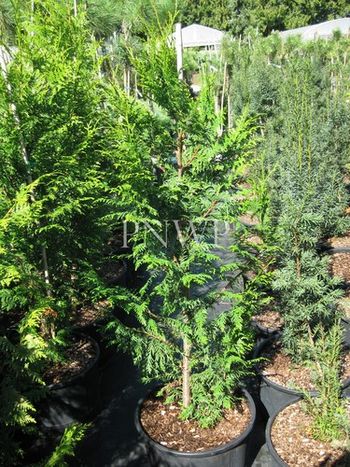 Thuja plicata Gelderland
