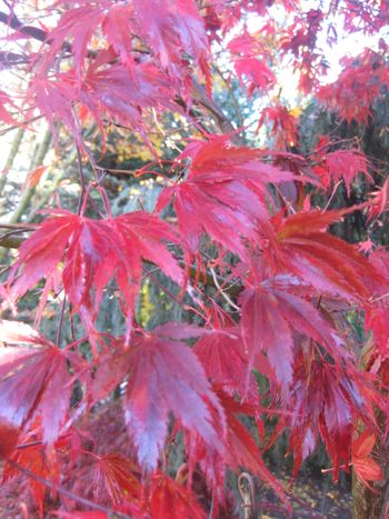 Acer palmatum Sherwood Flame-Fall
