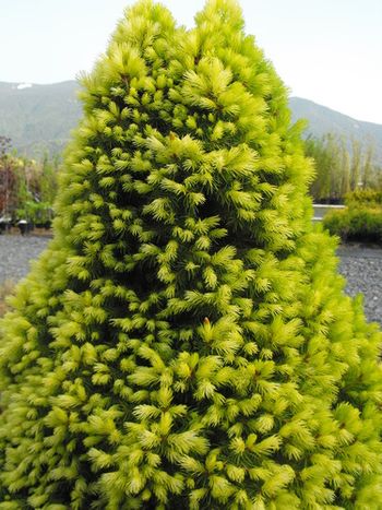 Picea glauca Daisy's White (Spring)
