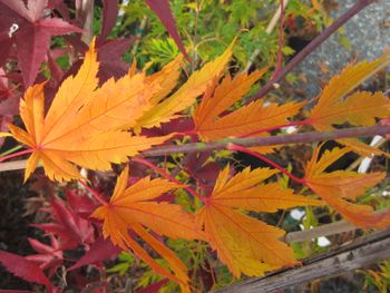 Acer palmatum Beni Musume
