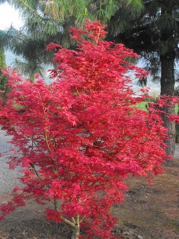 Acer palmatum Otome-zakura (Spring)
