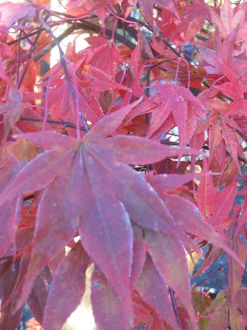 Acer palmatum The Bishop-Fall
