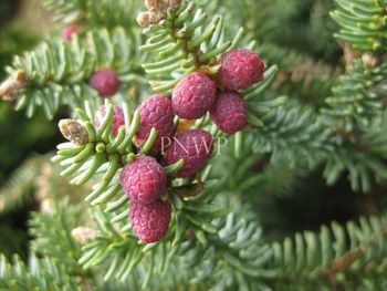 Pacific NorthWest Propagators Inc. - Plant Pictures