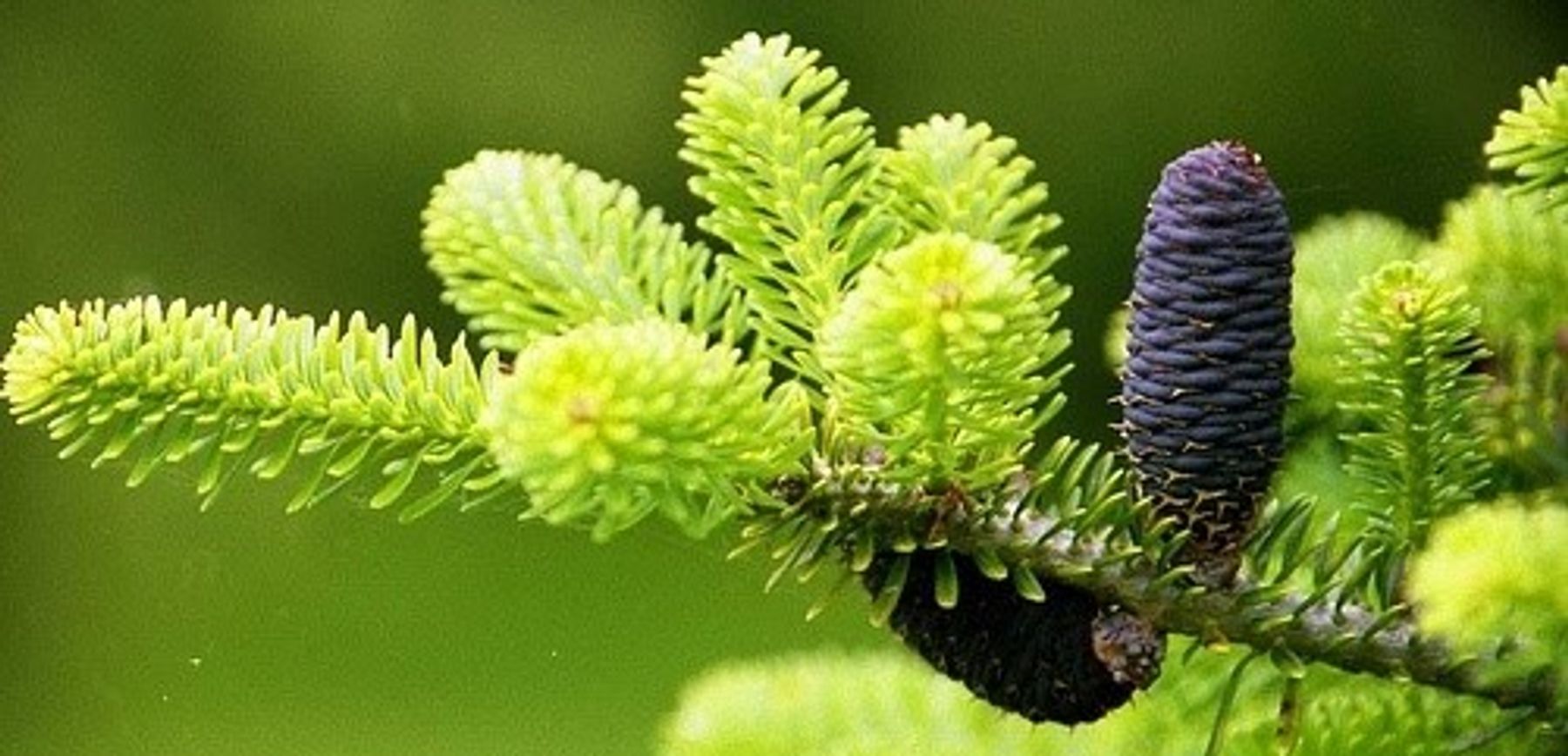 VOLVO cedrus  libani abies pinsapo 苗 VOLVO cedrus libani abies pinsapo 苗 Amazon.com : Cedrus