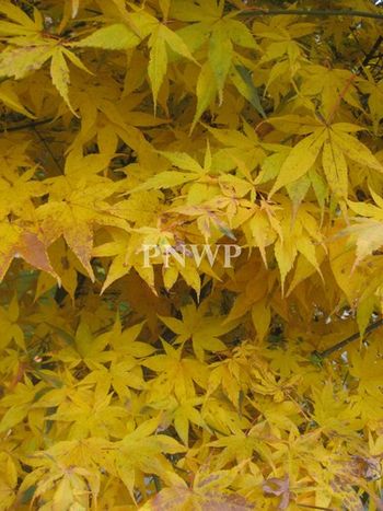Acer palmatum Matsukaze-fall
