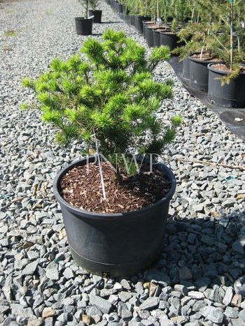 Larix gmelinii Romberg Park
