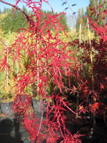 Acer palmatum dissectum Watnong - fall
