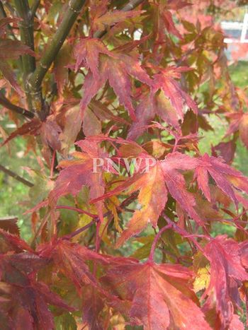 Acer palmatum Hatsu shigare-fall
