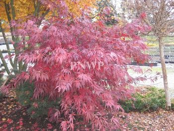 Acer palmatum Burgundy Lace-fall
