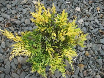 Juniperus horizontalis Limeglow
