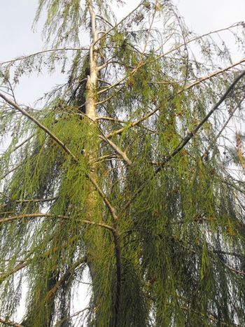 Chamaecyparis lawsoniana Impricata Pendula
